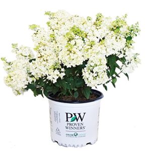 proven winners – hydrangea pan. bobo (panicle hydrangea) shrub, dwarf form with white flowers, #3 – size container