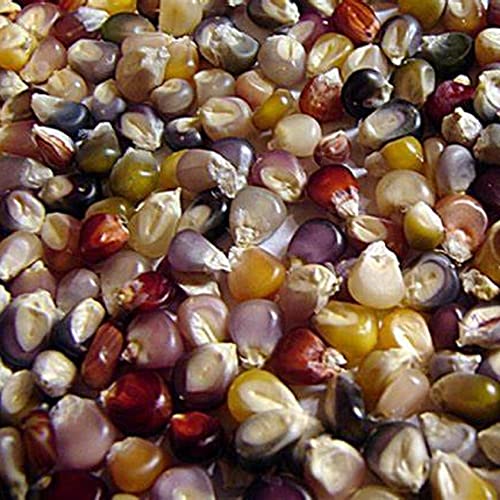 CHUXAY GARDEN Glass Gem Cherokee Indian Corn, Flint Corn 100 Seeds Edible Ornamental Corn Survival Gear Food Seeds Staple Food Vegetable Colorful Decoration in Autumn