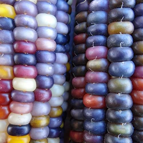 CHUXAY GARDEN Glass Gem Cherokee Indian Corn, Flint Corn 100 Seeds Edible Ornamental Corn Survival Gear Food Seeds Staple Food Vegetable Colorful Decoration in Autumn