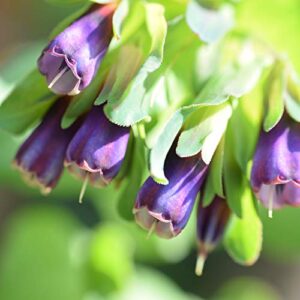 Outsidepride Cerinthe Major Honeywort Plant Garden Flower Seeds - 50 Seeds