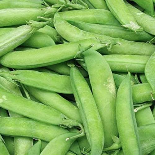 PAPAW'S GARDEN SUPPLY LLC. HELPING THE NEXT GENERATION GROW! Tall Wando Bush Pea Seeds, Non-GMO, 1 Pack of 200 Vegetable Seeds