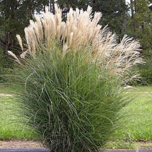 chuxay garden miscanthus sinensis,silver maiden grass 10 seeds hardy spectacular plumes ornamental grass home landscape easy grow