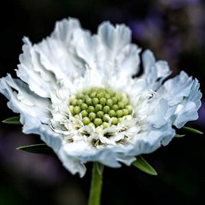 outsidepride annual scabiosa white pincushion garden cut flowers for arrangements, drying, & pressing – 200 seeds