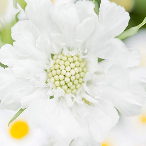 Outsidepride Annual Scabiosa White Pincushion Garden Cut Flowers for Arrangements, Drying, & Pressing - 200 Seeds