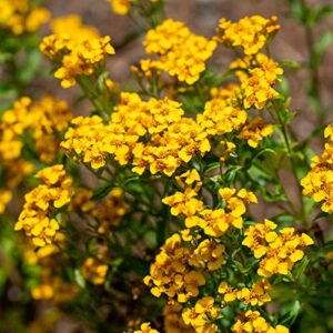outsidepride tagetes lucida mexican mint herb garden plants for hot, humid climates – 1000 seeds
