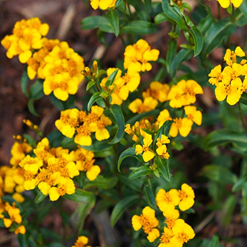 Outsidepride Tagetes Lucida Mexican Mint Herb Garden Plants for Hot, Humid Climates - 1000 Seeds