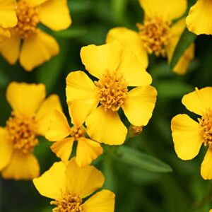 Outsidepride Tagetes Lucida Mexican Mint Herb Garden Plants for Hot, Humid Climates - 1000 Seeds