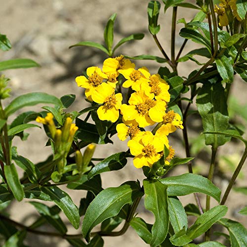 Outsidepride Tagetes Lucida Mexican Mint Herb Garden Plants for Hot, Humid Climates - 1000 Seeds