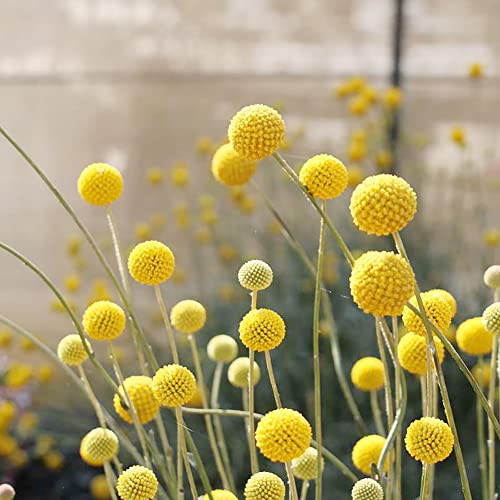 Craspedia Globosa Seeds Billy Buttons Evergreen Perennial Drought Tolerant Attracts Bees & Butterflies Cut Flowers Bed Border Garden Outdoor 200Pcs Flower Seeds by YEGAOL Garden