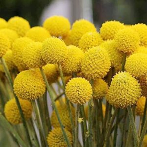 Craspedia Globosa Seeds Billy Buttons Evergreen Perennial Drought Tolerant Attracts Bees & Butterflies Cut Flowers Bed Border Garden Outdoor 200Pcs Flower Seeds by YEGAOL Garden