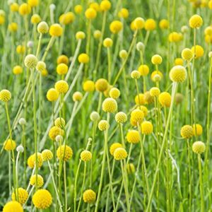 Craspedia Globosa Seeds Billy Buttons Evergreen Perennial Drought Tolerant Attracts Bees & Butterflies Cut Flowers Bed Border Garden Outdoor 200Pcs Flower Seeds by YEGAOL Garden