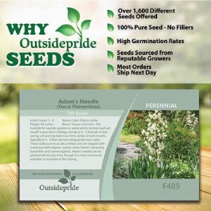 Outsidepride Perennial Drought Tolerant Yucca Filamentosa Adam's Needle Garden Plant Seeds - 100 Seeds