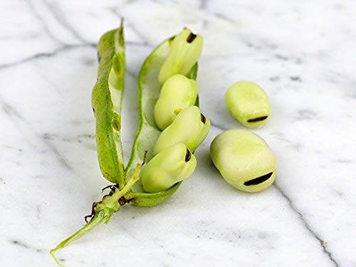 Aquadulce Fava Bean Seeds for Planting, 25 Premium Heirloom Seeds Per Packet, (Isla's Garden Seeds), Non GMO Seeds, Botanical Name: Vicia faba, Great Home Garden Gift