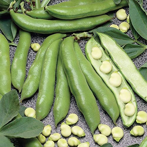 Aquadulce Fava Bean Seeds for Planting, 25 Premium Heirloom Seeds Per Packet, (Isla's Garden Seeds), Non GMO Seeds, Botanical Name: Vicia faba, Great Home Garden Gift