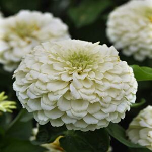 Outsidepride Zinnia Elegans Lilliput White Heat & Drought Tolerant Garden Cut Flowers - 1000 Seeds
