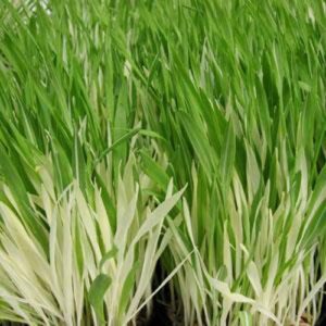 outsidepride hordeum vulgare cat grass variegated ornamental grass for windowsill or garden bed – 500 seeds