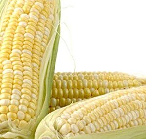 "Peaches and Cream" Bi-Color Sweet Corn Seeds for Planting, 25+ Seeds Per Packet, (Isla's Garden Seeds), Non GMO & Heirloom Seeds, Botanical Name: Zea Mays Great Home Garden Gift