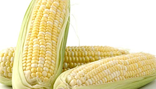 "Peaches and Cream" Bi-Color Sweet Corn Seeds for Planting, 25+ Seeds Per Packet, (Isla's Garden Seeds), Non GMO & Heirloom Seeds, Botanical Name: Zea Mays Great Home Garden Gift