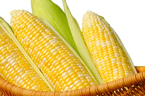 "Peaches and Cream" Bi-Color Sweet Corn Seeds for Planting, 25+ Seeds Per Packet, (Isla's Garden Seeds), Non GMO & Heirloom Seeds, Botanical Name: Zea Mays Great Home Garden Gift