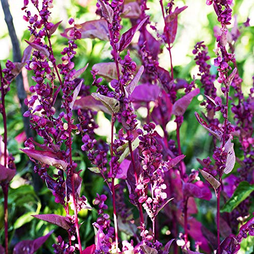 Outsidepride Garden Orache, Red Orach, Mountain OR French Spinach, Herb Garden Plant Seeds - 1000 Seeds