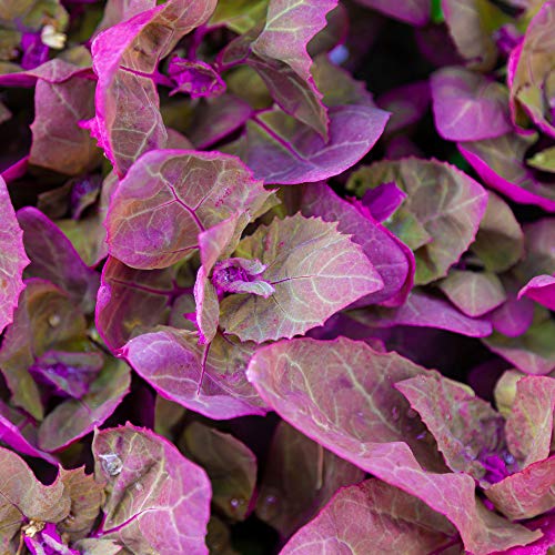 Outsidepride Garden Orache, Red Orach, Mountain OR French Spinach, Herb Garden Plant Seeds - 1000 Seeds