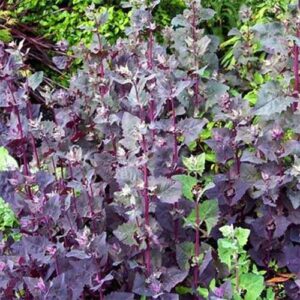 Outsidepride Garden Orache, Red Orach, Mountain OR French Spinach, Herb Garden Plant Seeds - 1000 Seeds