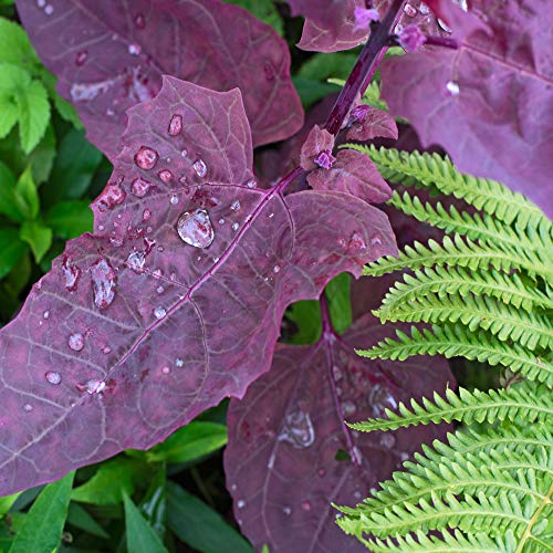 Outsidepride Garden Orache, Red Orach, Mountain OR French Spinach, Herb Garden Plant Seeds - 1000 Seeds