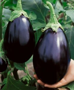 black beauty eggplant seeds – solanum melongena – 0.5 grams – approx 100 gardening seeds – vegetable garden seed