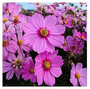 david’s garden seeds flower cosmos radiance 5455 (pink) 100 non-gmo, heirloom seeds
