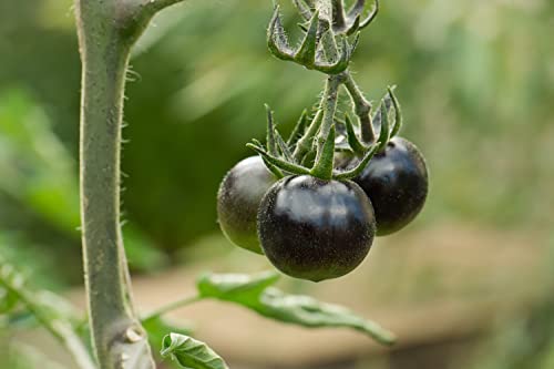 300+ Tomatoes Seeds for Planting, 6 Variety Pack Heirloom Non-GMO Small Cherry Tomato, Golden Jubilee, Black Tomato, Yellow Pear, Roma Tomato, Beefsteak Slicing Tomato