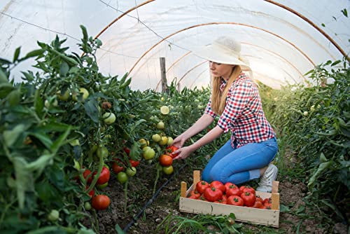 300+ Tomatoes Seeds for Planting, 6 Variety Pack Heirloom Non-GMO Small Cherry Tomato, Golden Jubilee, Black Tomato, Yellow Pear, Roma Tomato, Beefsteak Slicing Tomato