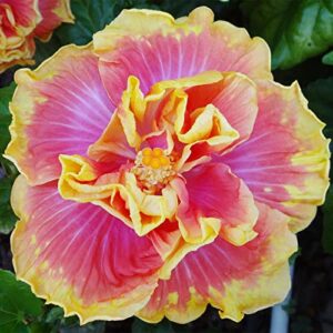 qauzuy garden 10 seeds double pink yellow hibiscus seeds for planting- hardy exotic perennial garden flower seeds-easy to grow & maintain
