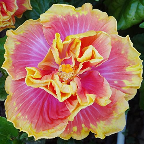 QAUZUY GARDEN 10 Seeds Double Pink Yellow Hibiscus Seeds for Planting- Hardy Exotic Perennial Garden Flower Seeds-Easy to Grow & Maintain