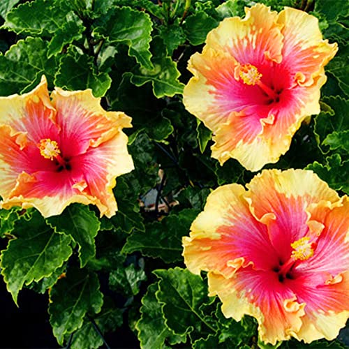 QAUZUY GARDEN 10 Seeds Double Pink Yellow Hibiscus Seeds for Planting- Hardy Exotic Perennial Garden Flower Seeds-Easy to Grow & Maintain