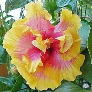 QAUZUY GARDEN 10 Seeds Double Pink Yellow Hibiscus Seeds for Planting- Hardy Exotic Perennial Garden Flower Seeds-Easy to Grow & Maintain
