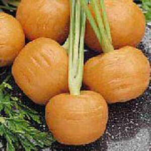 thumbelina carrots seeds (((50 seed packet))) (more heirloom, non gmo, vegetable, fruit, herb, flower garden seeds at seed king express)