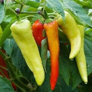 david’s garden seeds pepper specialty banana sweet 6332 (yellow) 25 non-gmo, heirloom seeds