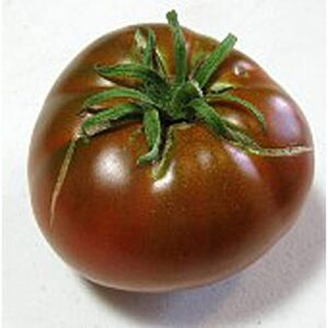 cherokee chocolate tomato seeds (20+ seeds) | non gmo | vegetable fruit herb flower seeds for planting | home garden greenhouse pack