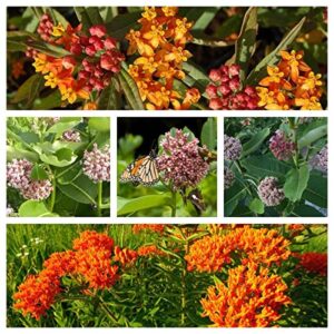 waveliker milkweed seeds 300 pcs rare asclepias butterfly monarch milkweed flower seeds plant leaves common native mix colors