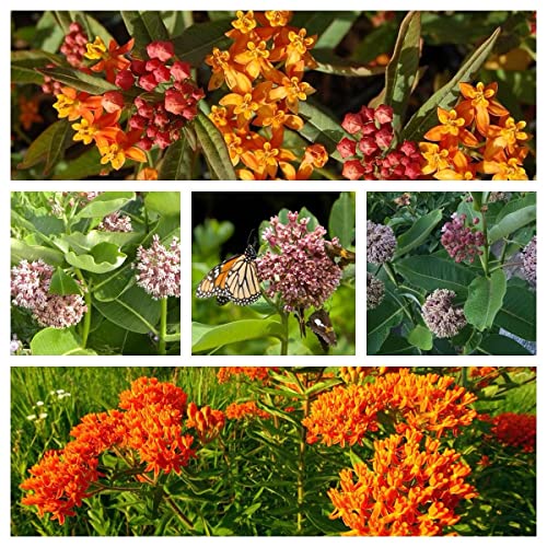 Waveliker Milkweed Seeds 300 Pcs Rare Asclepias Butterfly Monarch Milkweed Flower Seeds Plant Leaves Common Native Mix Colors