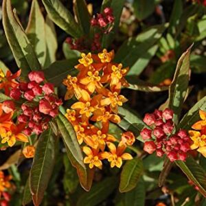 Waveliker Milkweed Seeds 300 Pcs Rare Asclepias Butterfly Monarch Milkweed Flower Seeds Plant Leaves Common Native Mix Colors