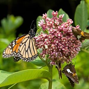 Waveliker Milkweed Seeds 300 Pcs Rare Asclepias Butterfly Monarch Milkweed Flower Seeds Plant Leaves Common Native Mix Colors