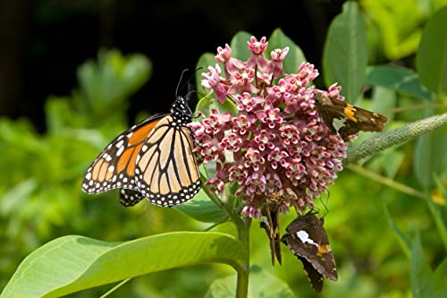 Waveliker Milkweed Seeds 300 Pcs Rare Asclepias Butterfly Monarch Milkweed Flower Seeds Plant Leaves Common Native Mix Colors