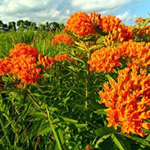 Waveliker Milkweed Seeds 300 Pcs Rare Asclepias Butterfly Monarch Milkweed Flower Seeds Plant Leaves Common Native Mix Colors