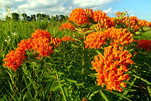 Waveliker Milkweed Seeds 300 Pcs Rare Asclepias Butterfly Monarch Milkweed Flower Seeds Plant Leaves Common Native Mix Colors