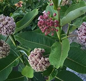 Waveliker Milkweed Seeds 300 Pcs Rare Asclepias Butterfly Monarch Milkweed Flower Seeds Plant Leaves Common Native Mix Colors