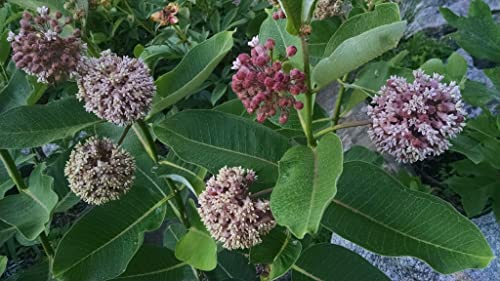 Waveliker Milkweed Seeds 300 Pcs Rare Asclepias Butterfly Monarch Milkweed Flower Seeds Plant Leaves Common Native Mix Colors