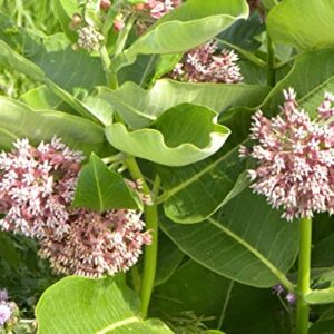 Waveliker Milkweed Seeds 300 Pcs Rare Asclepias Butterfly Monarch Milkweed Flower Seeds Plant Leaves Common Native Mix Colors