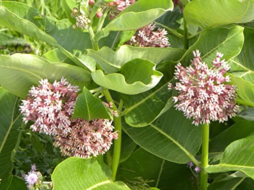 Waveliker Milkweed Seeds 300 Pcs Rare Asclepias Butterfly Monarch Milkweed Flower Seeds Plant Leaves Common Native Mix Colors