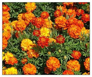 75 marigold seeds sparky mixture | non-gmo | fresh garden seeds